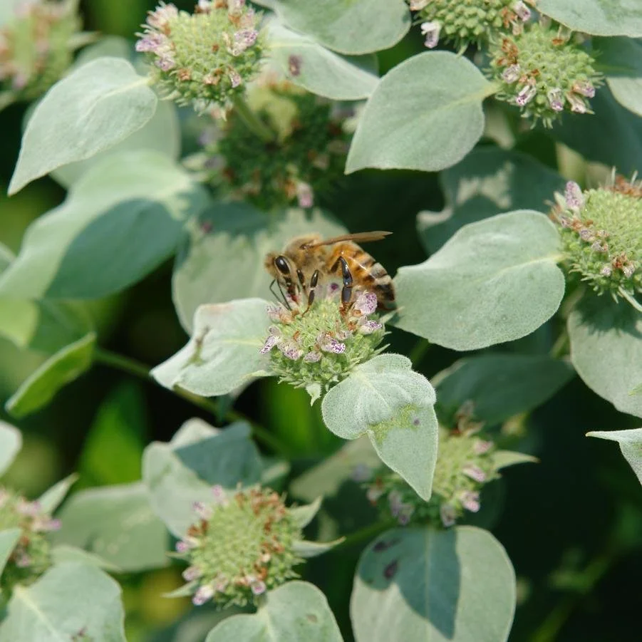 Clustered Mountain Mint (Pycnanthemum muticum)
