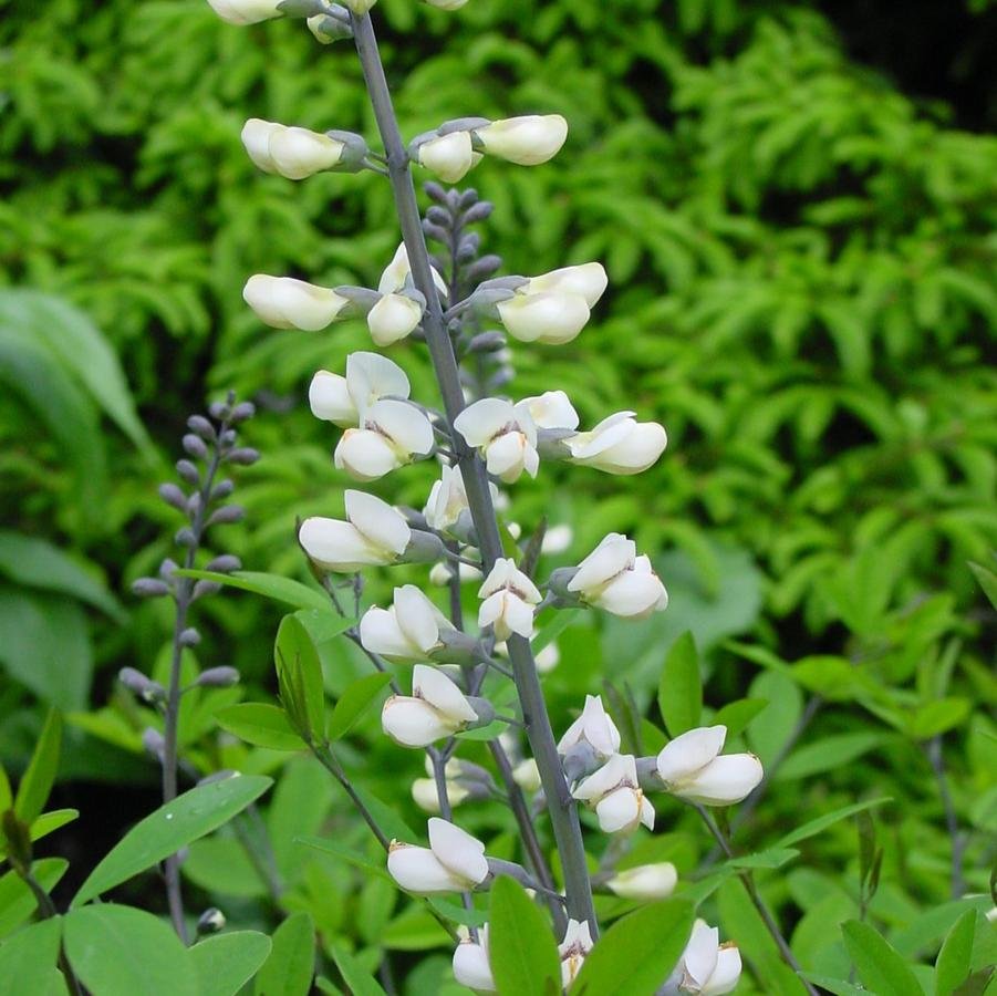 White False Indigo (Baptisia alba var. macrophylla)
