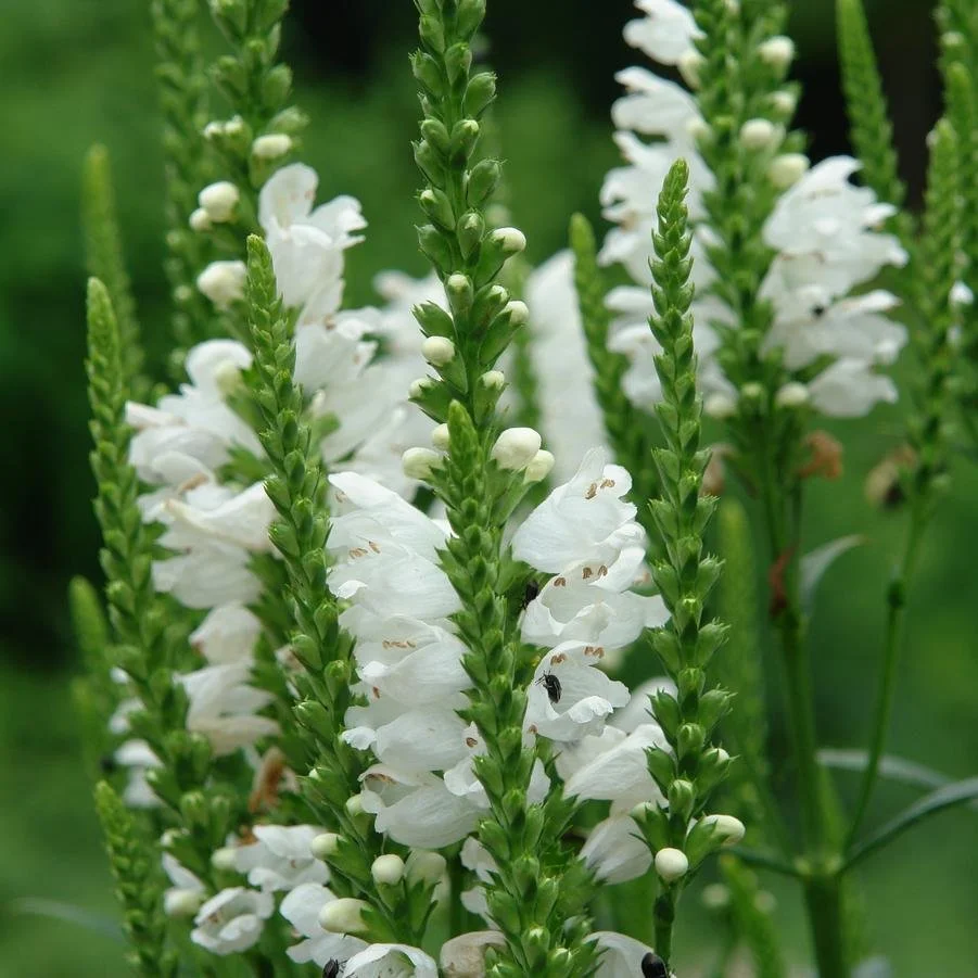 Obedient Plant (Physostegia virginiana 'Miss Manners')