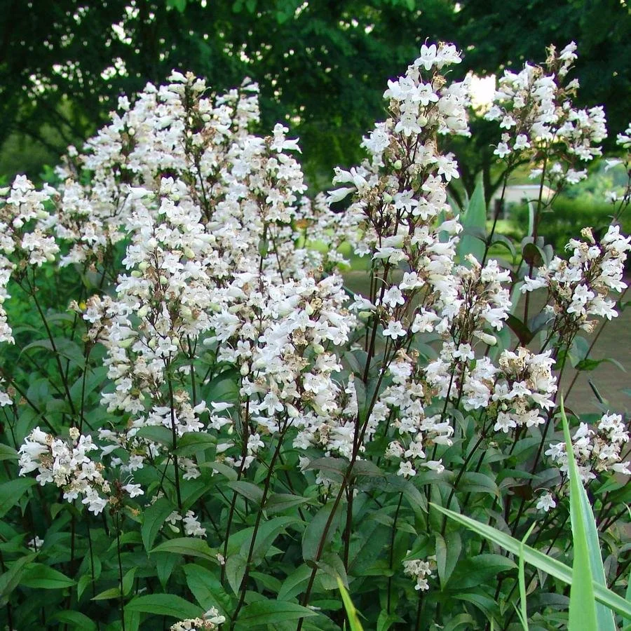Beardtongue (Penstemon digitalis)