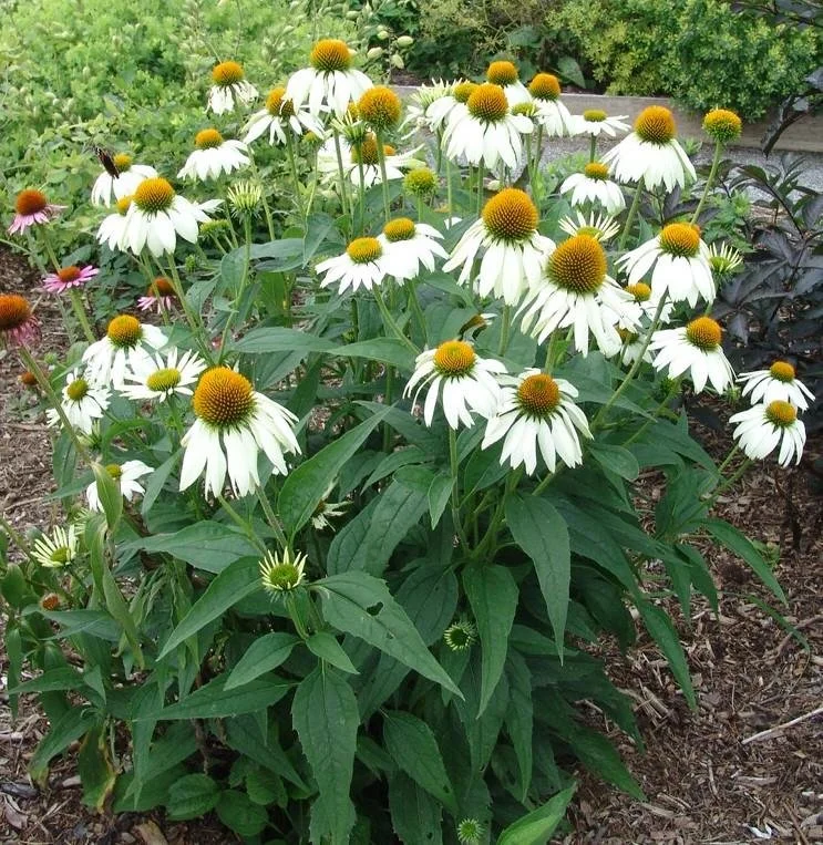 Coneflower (Echinacea purpurea White Swan)