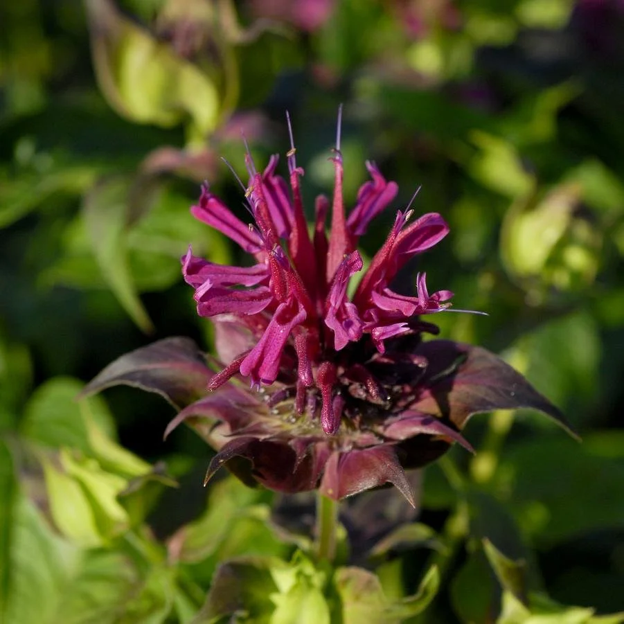 Beebalm (Monarda Raspberry Wine)
