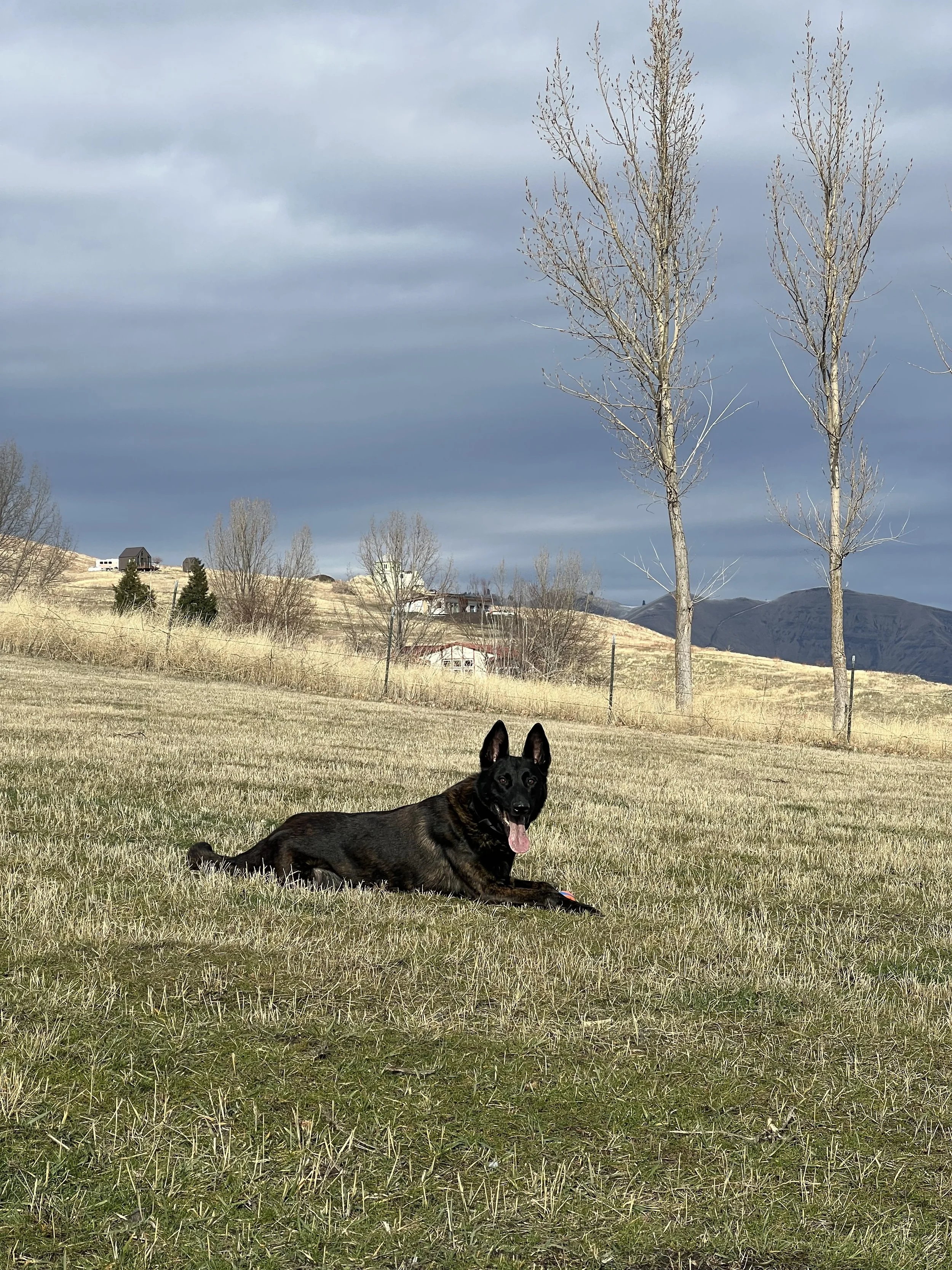 Certified Dutch Shepherd Stud