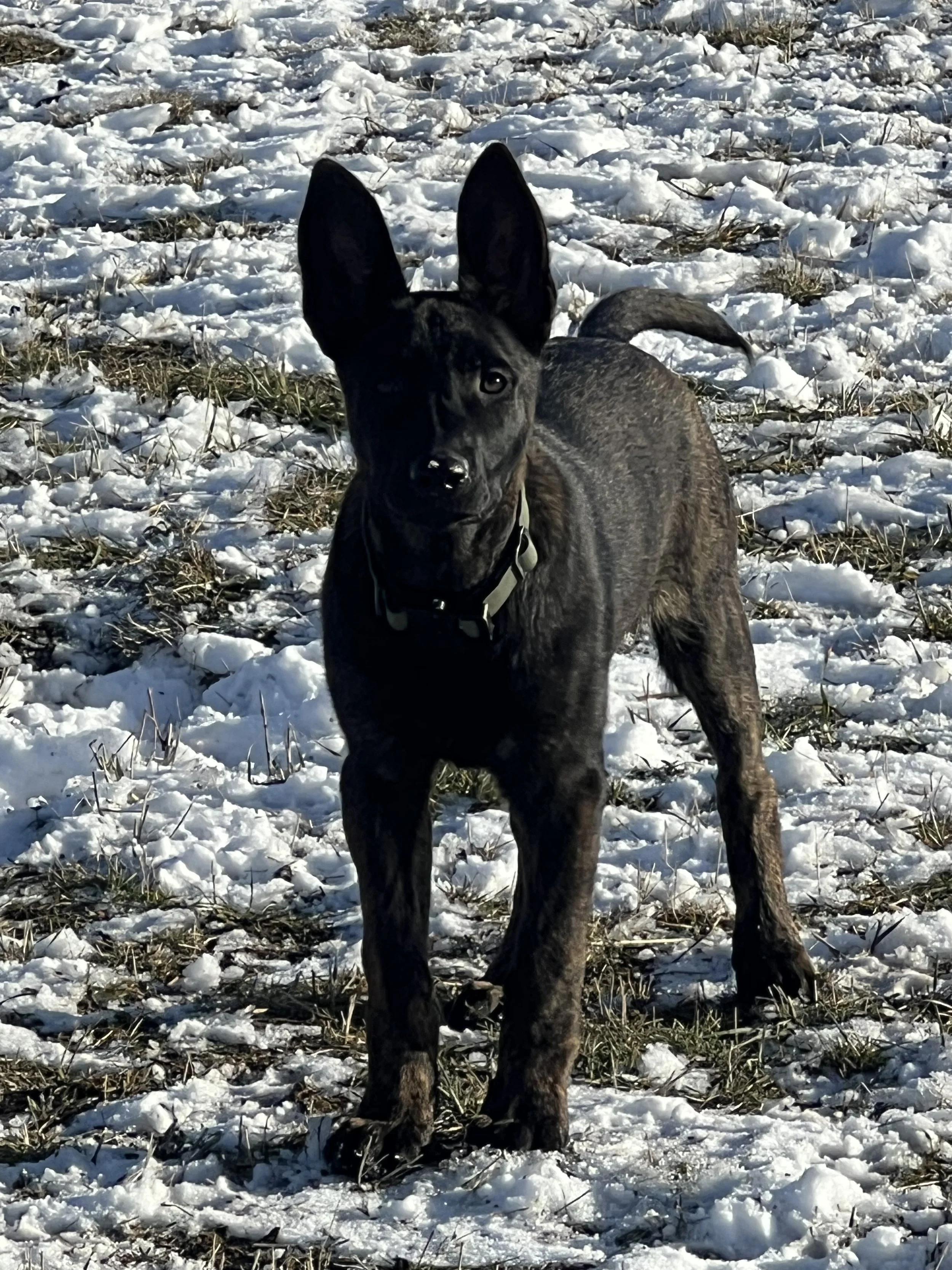 Dutch Shepherd Puppies Due In March