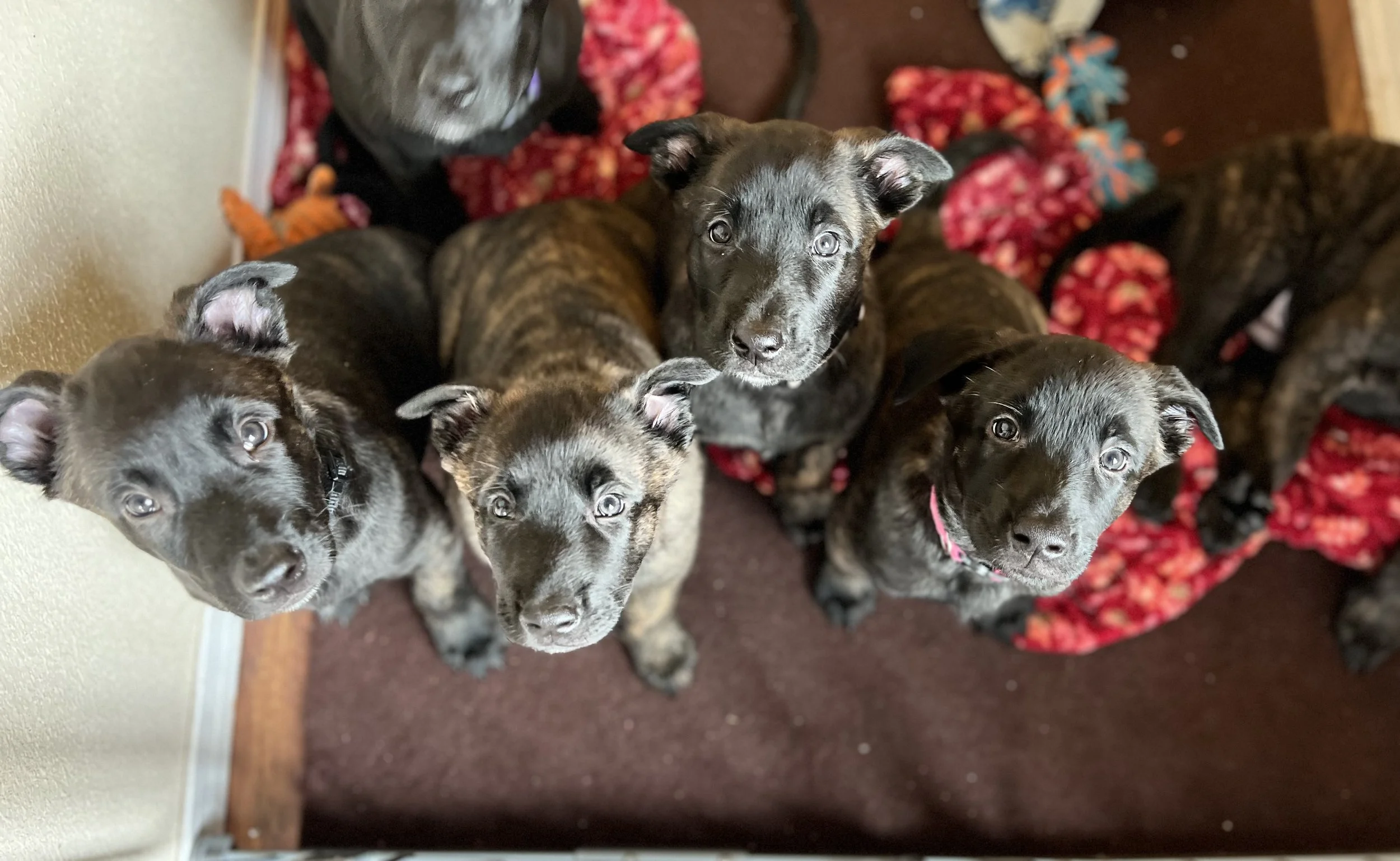 Dutch Shepherd Puppy or Breeding Sire