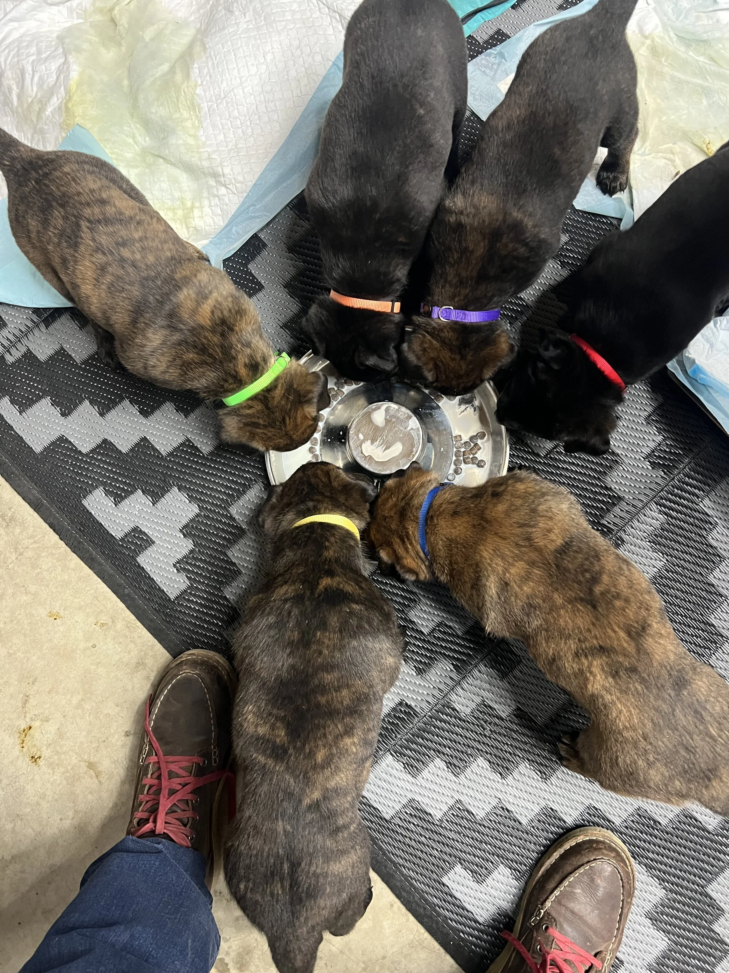 Six puppies of various colors from dark brindle, light brindle to reverse brindle. Eating their snack!