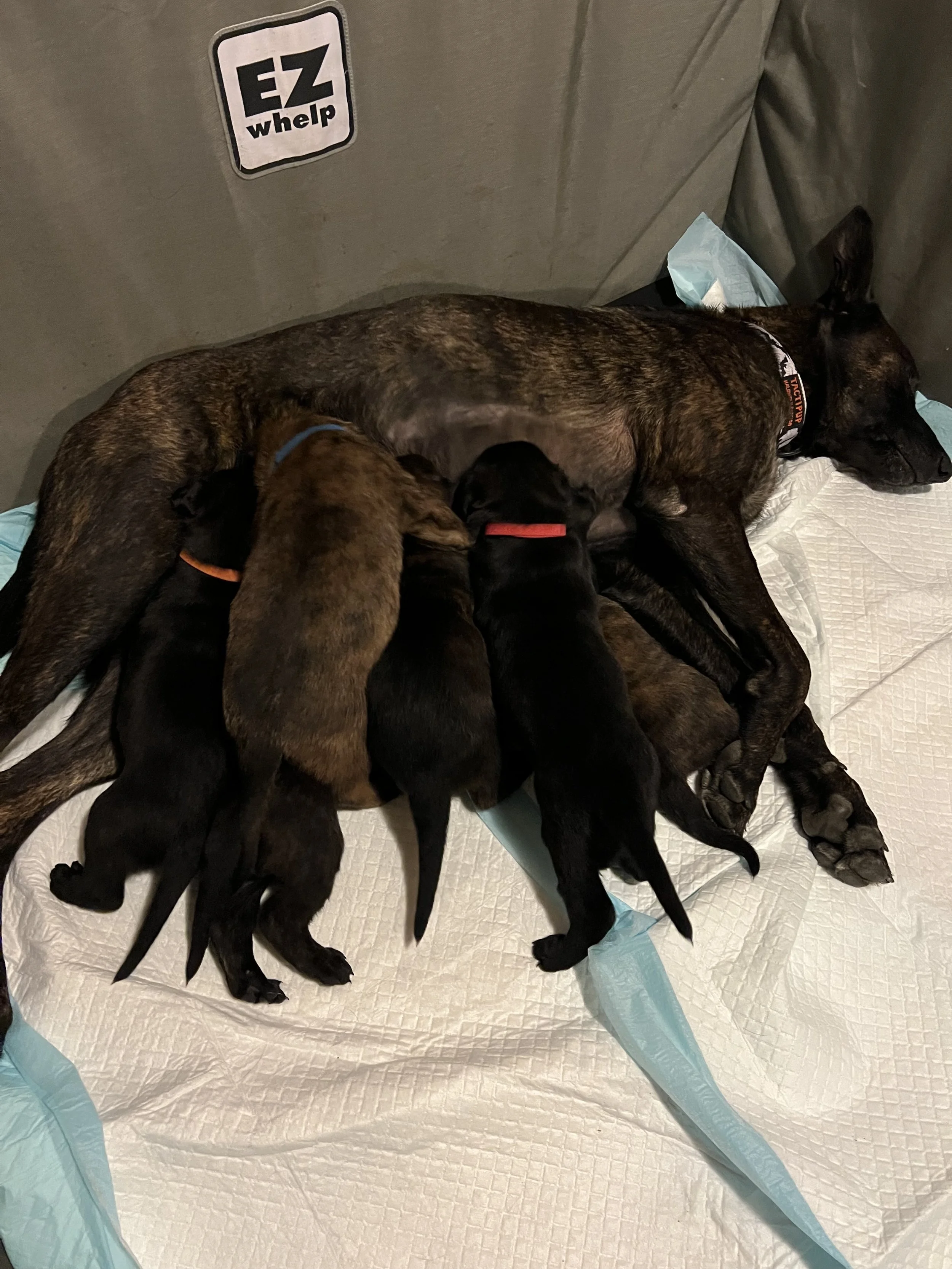 Dutch Shepherd Puppies for Sale