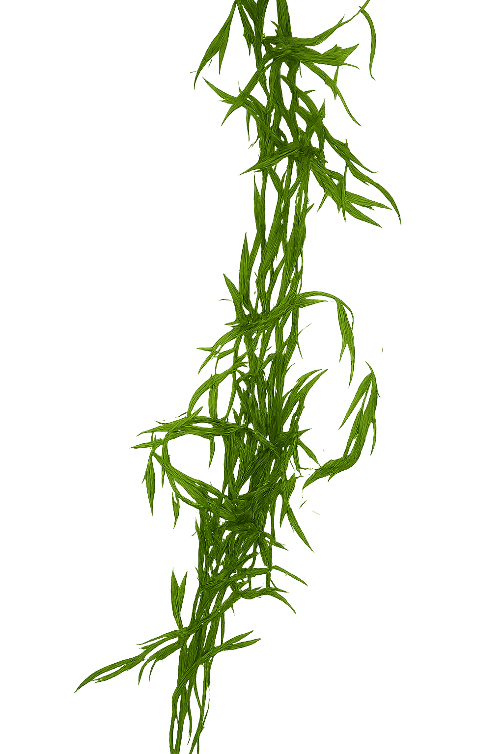 Weeping Willow Graland