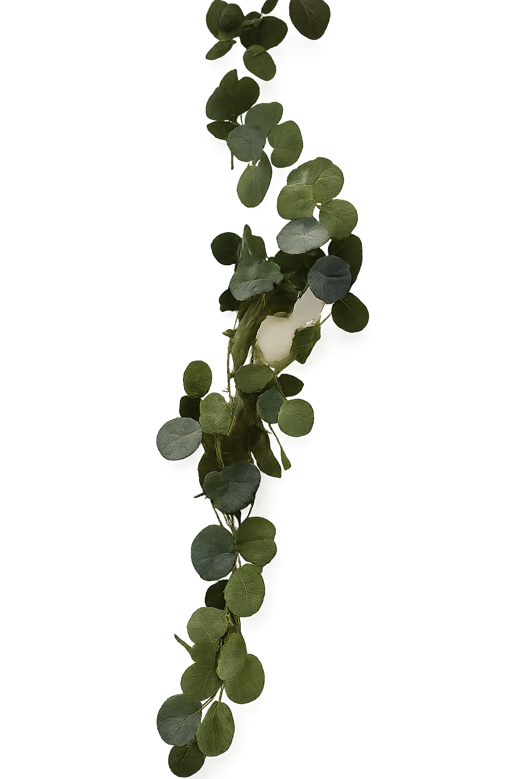 Silver Dollar Eucalyptus