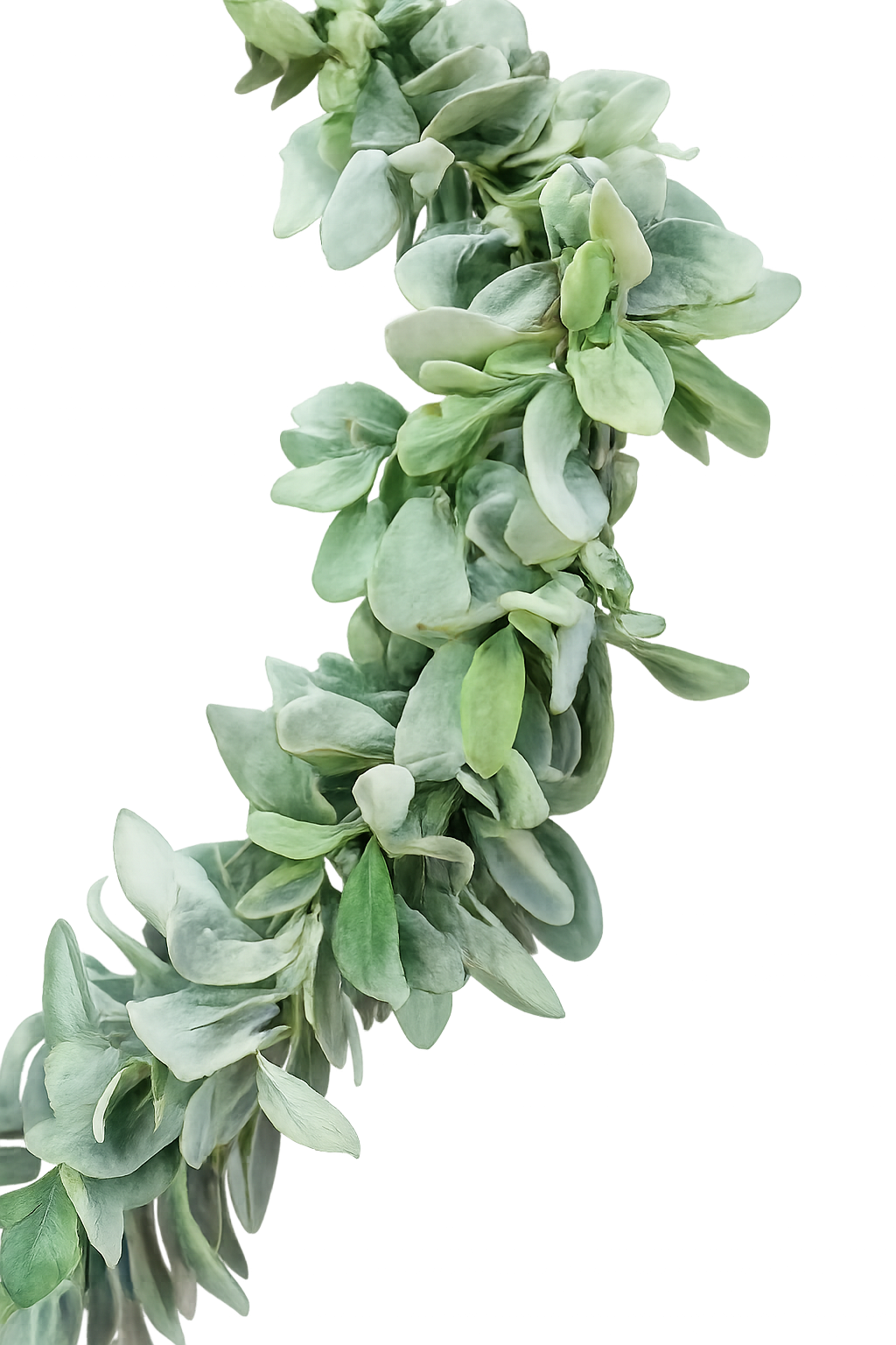 Lambs Ear Garland