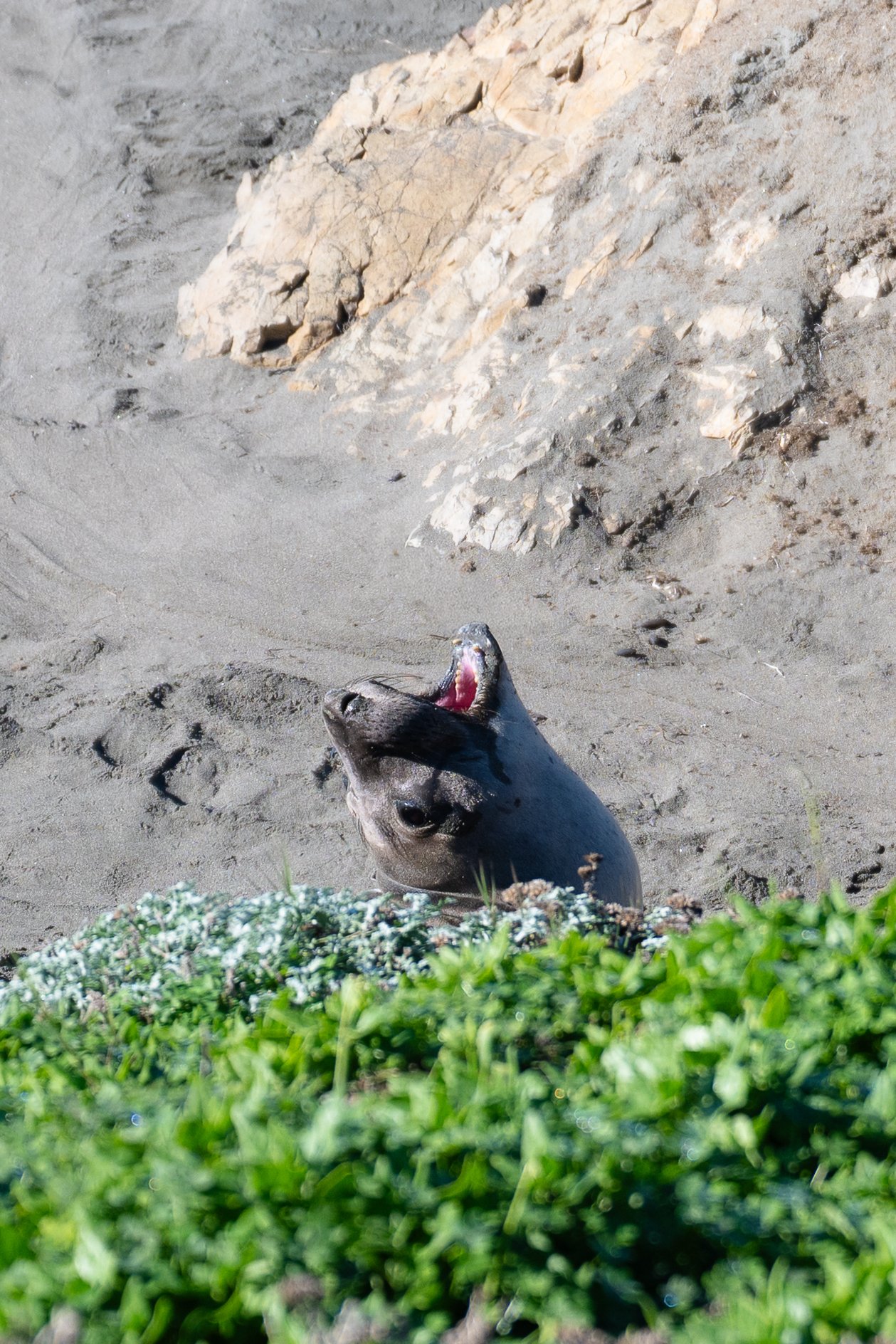 A seal lying on sandy beach with its head tilted back and mouth open, partially obscured by green bushes in the foreground. Central Coast, California
