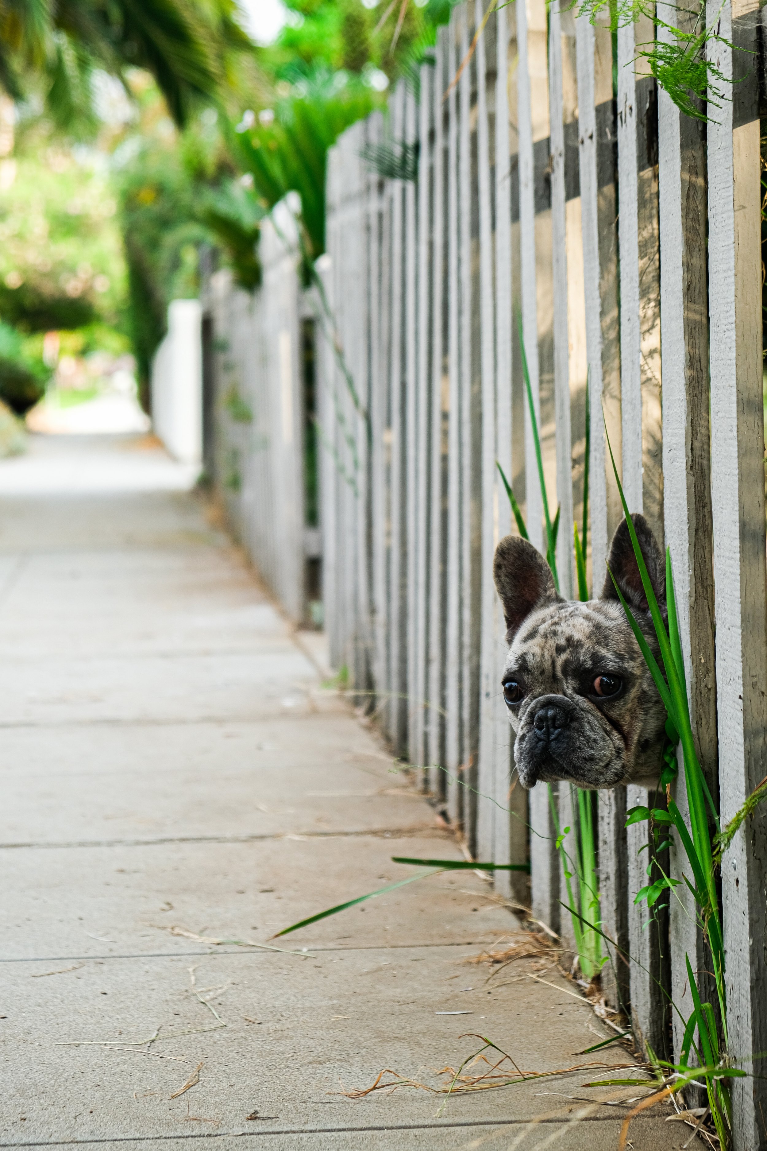 A French Bulldog poking its head through a gap in a wooden fence along a sidewalk, with green plants in the background. Oceanside, California