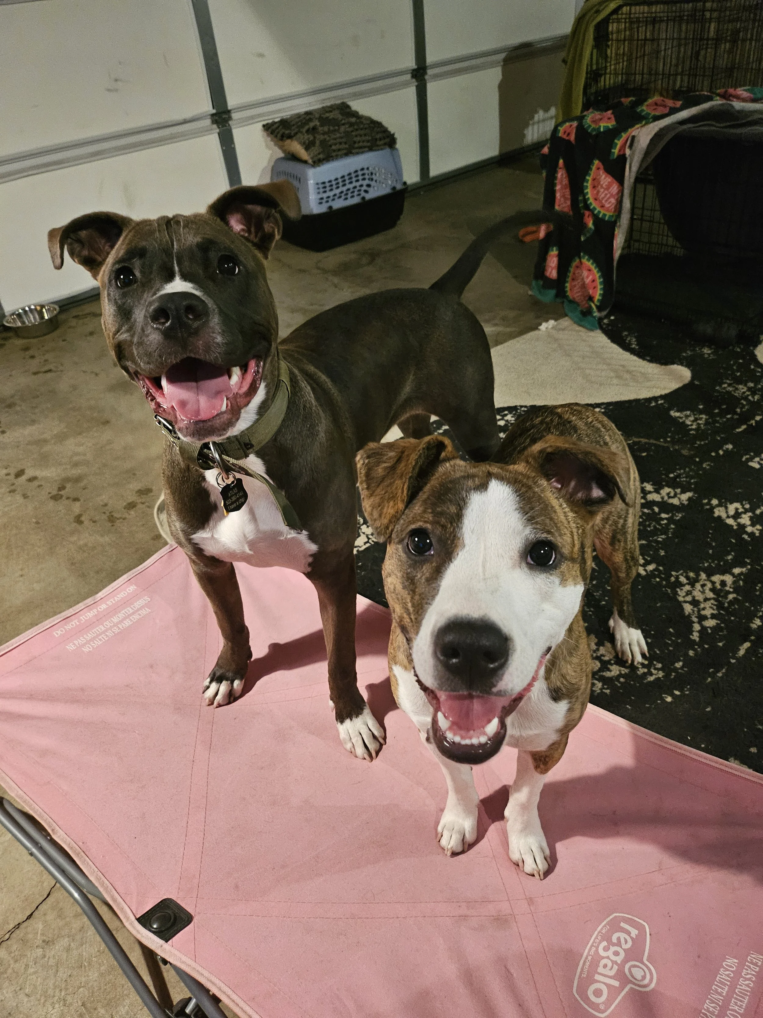 2 Pitbulls smiling