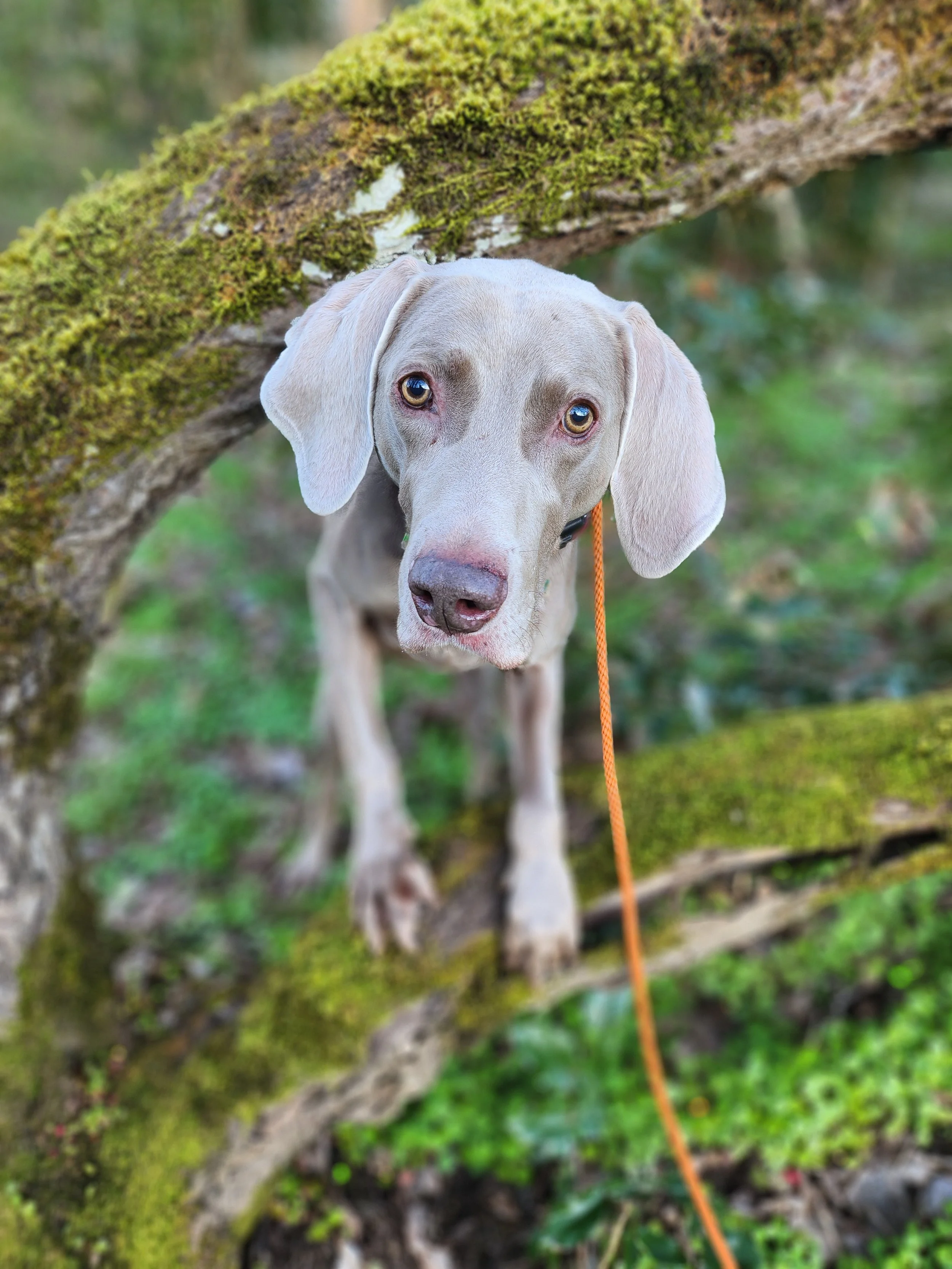 A curious dog with a light-colored coat and floppy ears peering under a moss-covered log in a forested area.