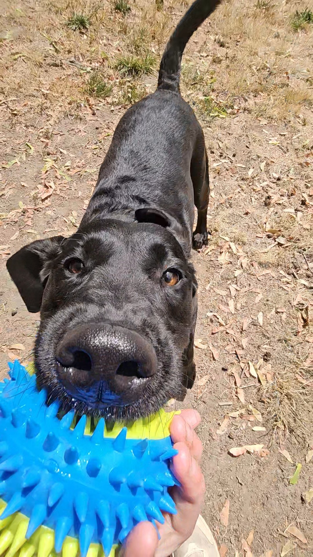 A black dog with a shiny nose is holding a blue spiked rubber toy in its mouth, looking directly at the camera outdoors on a dirt ground with some dry grass and leaves.