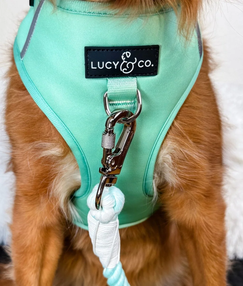 Close-up of a dog wearing a mint green harness with a label on it reading 'LUCY & CO.' and a metal clip attached to a white and mint rope leash.  Lucy & Co. no-pull harness.