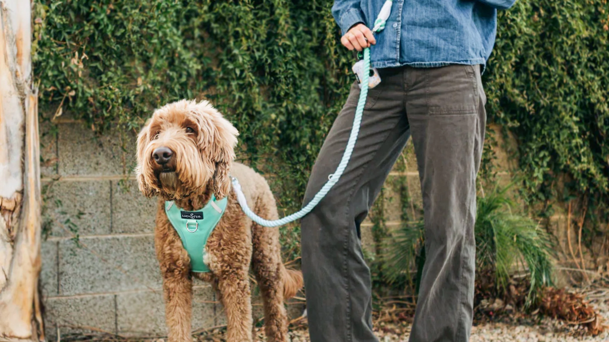 Person walking a brown curly-haired dog on a light blue leash in a backyard with green bushes and a stone wall. Lucy & Co. no-pull harness.