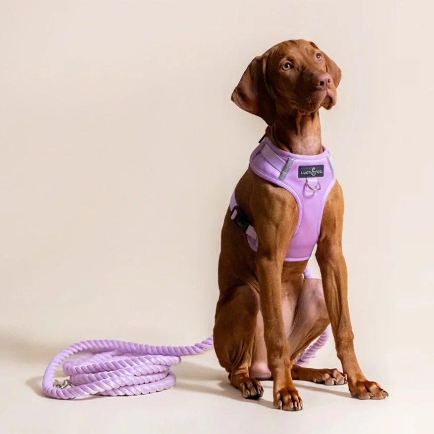 Lucy & Co. No-pull harness case study for Industrial Design Kitchen.