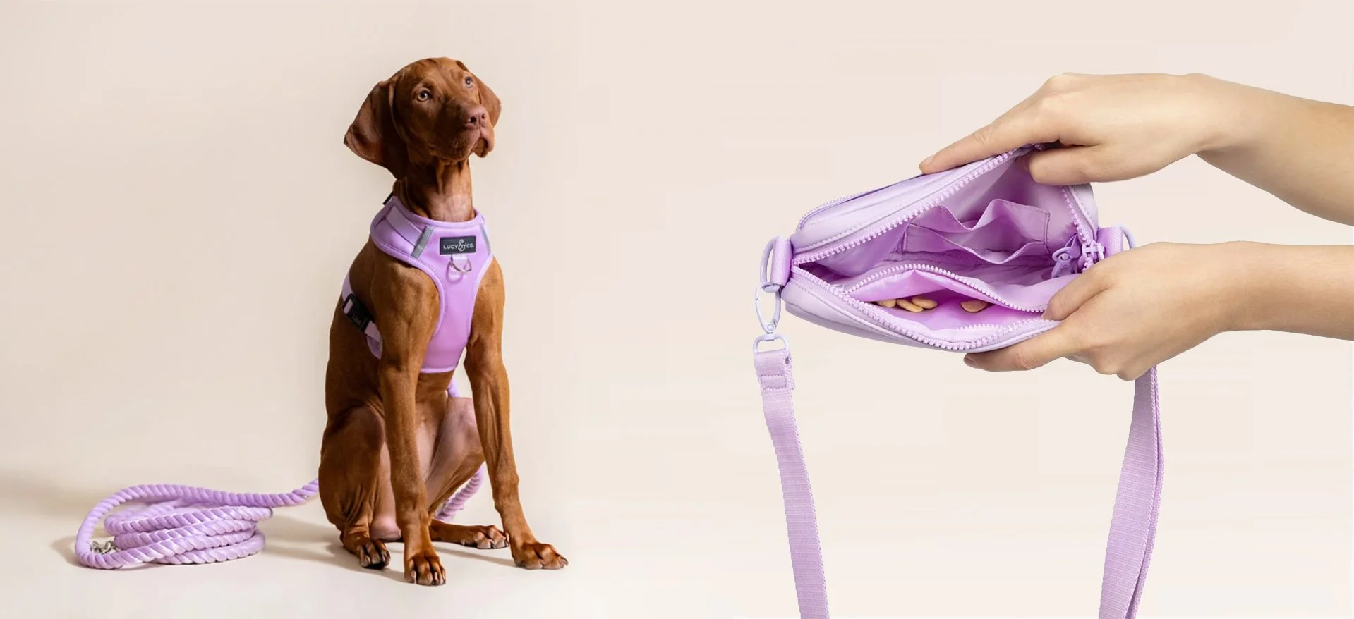 A brown dog wearing a purple harness with a leash sitting next to an open purple bag being held by two hands, with dog treats visible inside the bag.  Lucy & Co. no-pull harness and Crossbody Treat Bag.