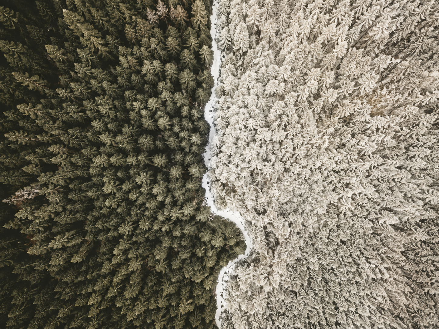 Aerial view of a forest divided by light and dark trees, representing EMDR therapy and the integration of difficult experiences.