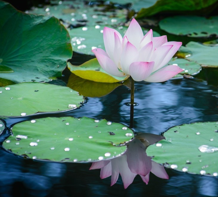 Pink and white lotus rising above still water and lily pads, with its reflection visible beneath the surface, symbolizing hypnotherapy’s inward focus and the exploration of subconscious patterns beneath conscious awareness.