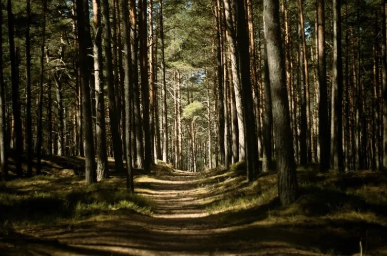 Forest path winding through shadowed trees toward the light, symbolizing the journey of bringing unconscious experience into greater awareness.