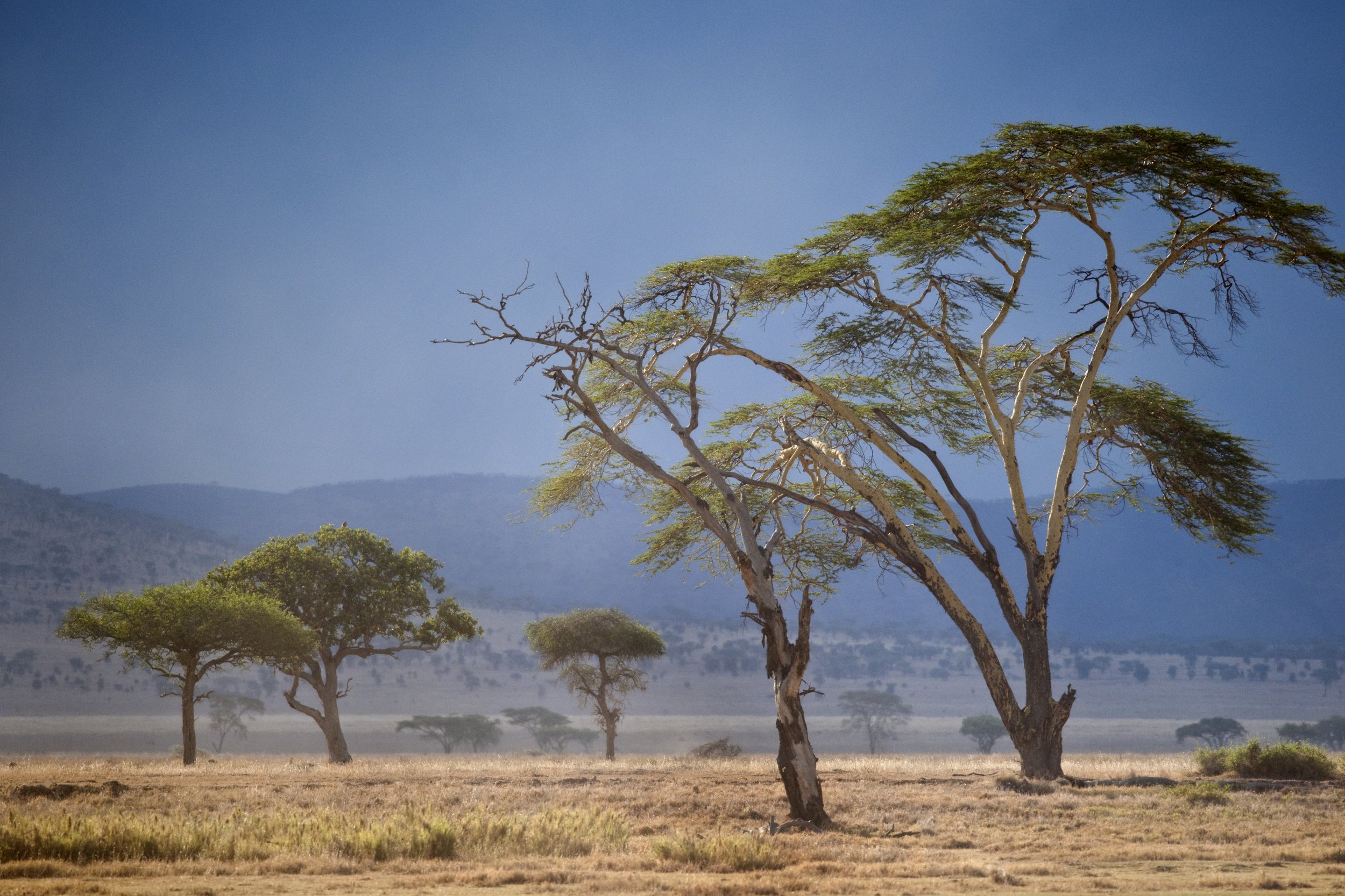 A landscape of an African savanna featuring several acacia trees, dry grass, distant hills, and a clear blue sky.