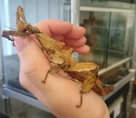 Laura from Tiny Tails Pet Care is pictured holding a stick insect on her hand.