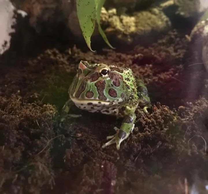 A green and brown horned frog sitting on a soil floor.
