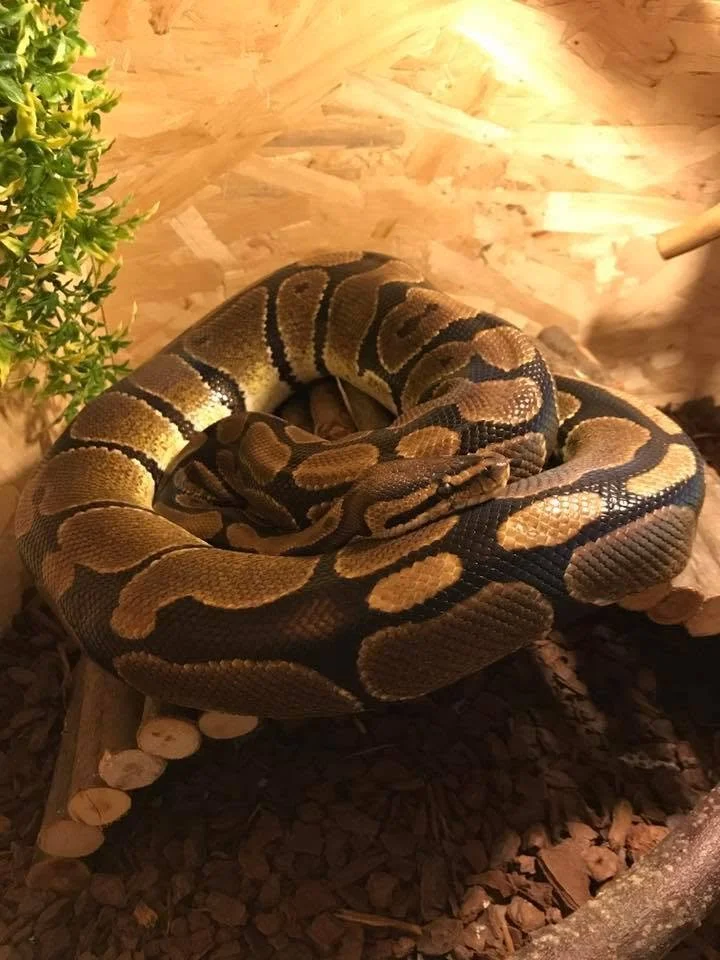 A brown and black royal python curled up