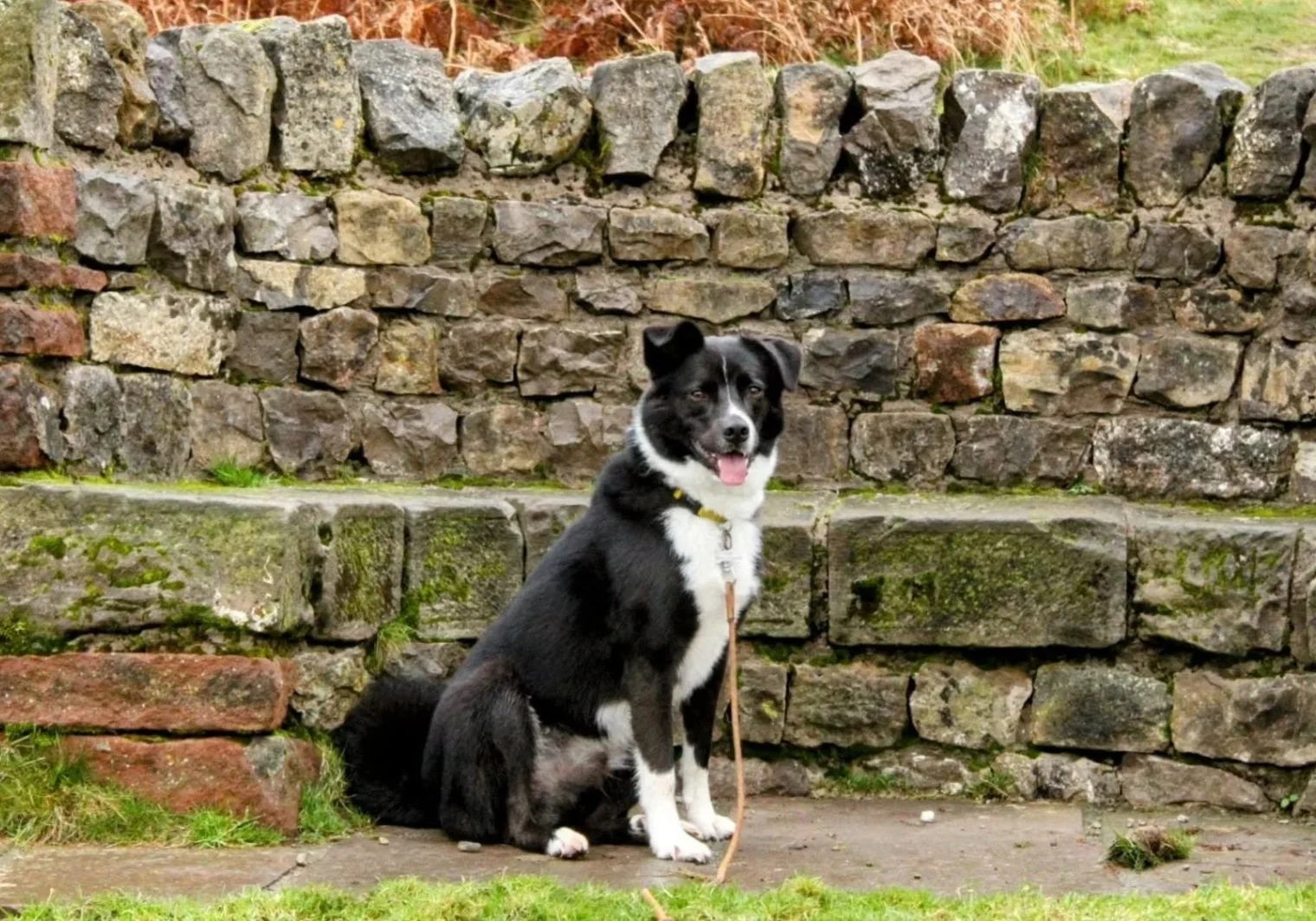 Black and white dog sitting on a concrete sidewalk in front of a moss-covered stone wall, with a leash attached to its collar. This is Laura's pet dog called Pickett.