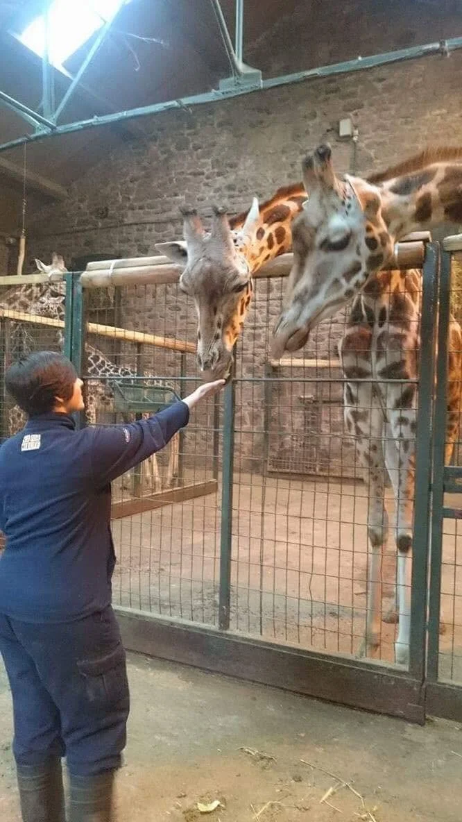 Laura from Tiny Tails Pet Care is seen feeding a giraffe by hand. The image is taken within an indoor giraffe enclosure at a zoo. The giraffe is leaning it's head over the barrier and Laura has her hand outstretched to feed the giraffe from her hand.