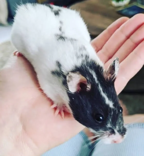 Laura from Tiny Tails Pet Care is holding a black and white hamster on her hand.