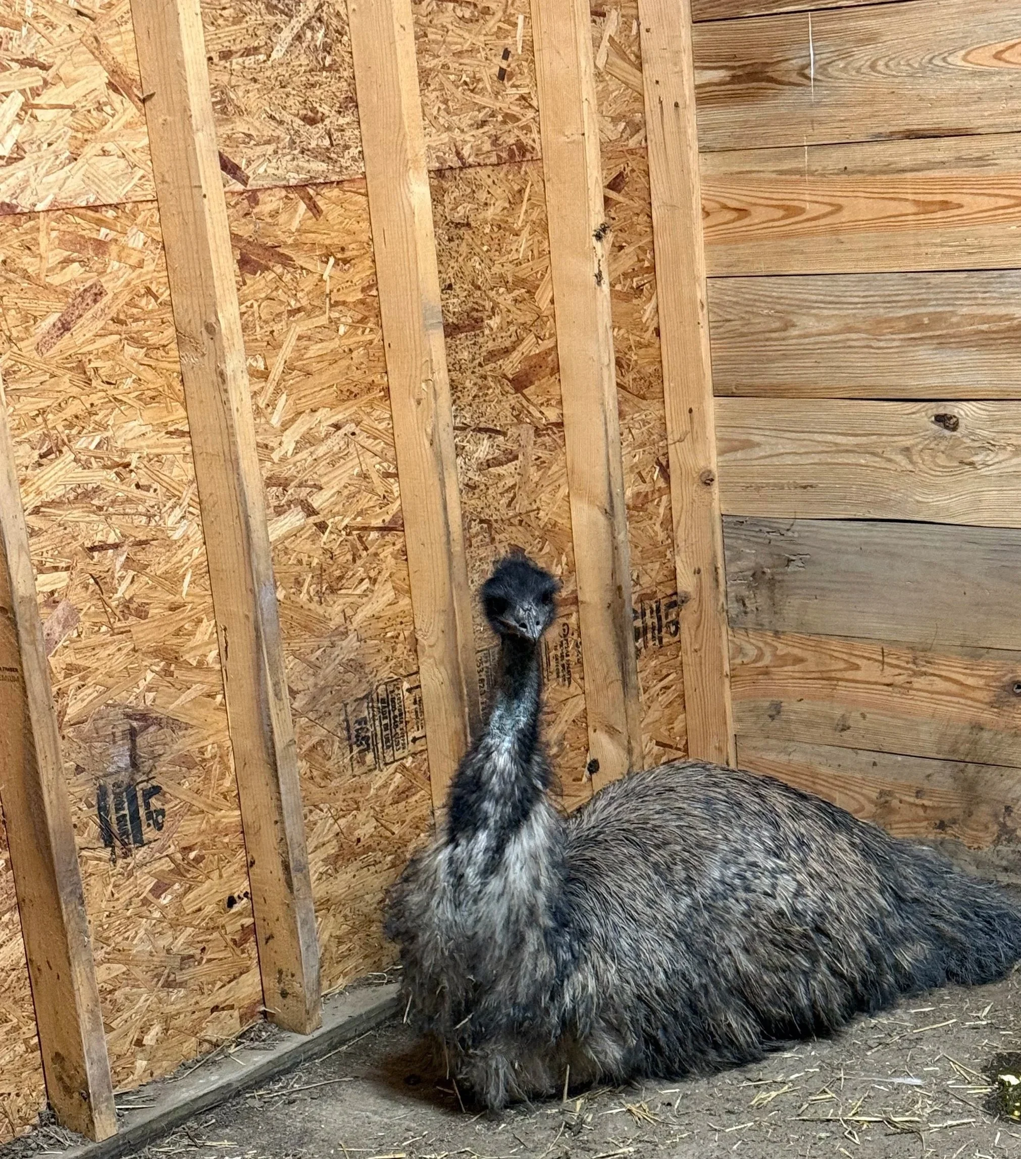 A large, hairy ostrich resting on the ground inside a wooden enclosure with unfinished walls.