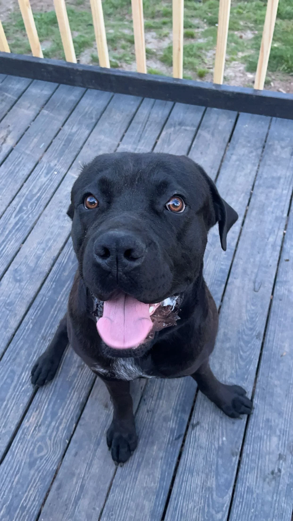 A black dog wearing a pink llama costume, sitting on a wooden deck with a fence and trees in the background, during daytime.