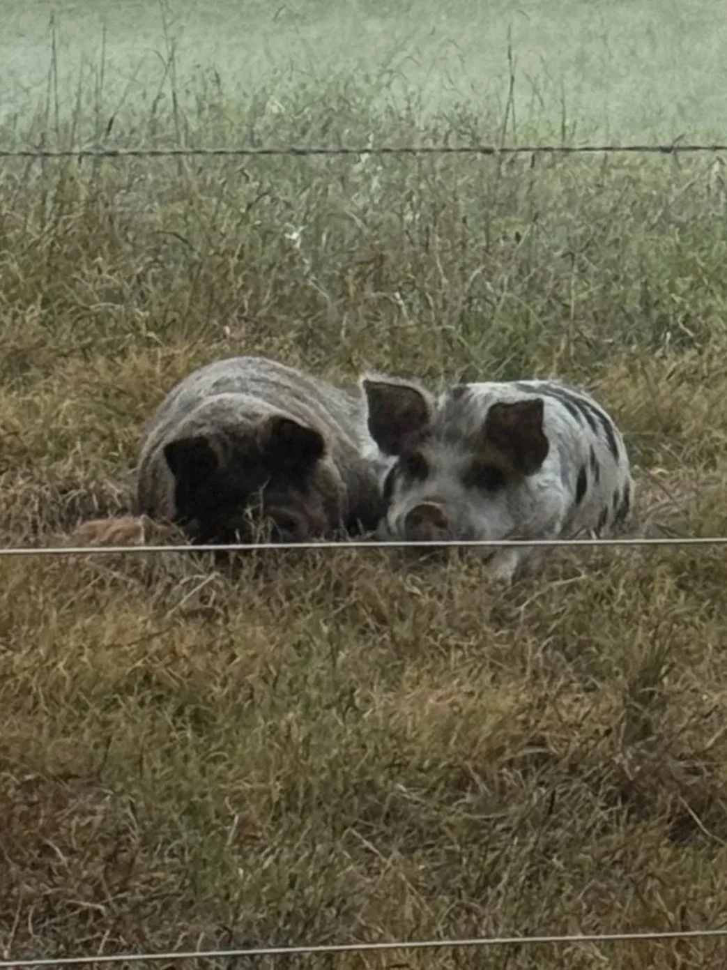 Two pigs lying in grass behind a wire fence, with a yellow building, a tarp-covered object, and trees in the background.
