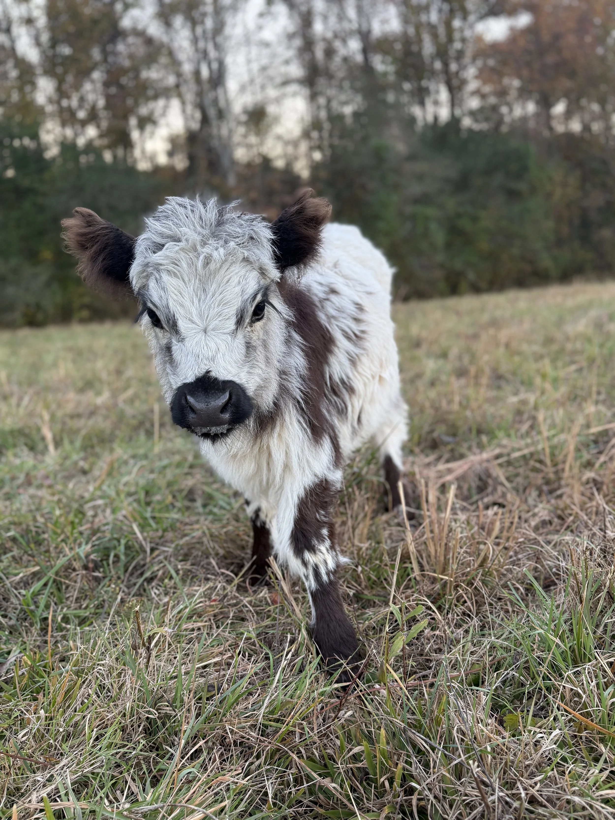 Calf drinking milk from a bottle in a barn surrounded by straw.