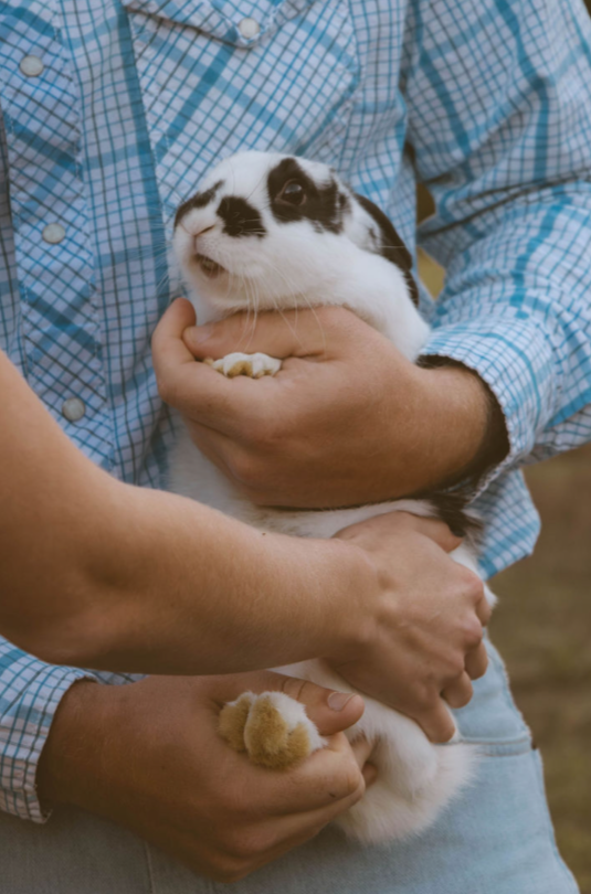A small black and white rabbit with pointed ears and dark eyes hiding among green grass and foliage near a wire fence.
