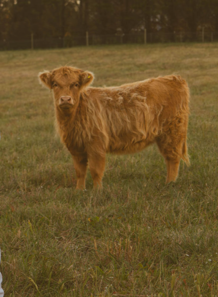 Honey, the young highland cow standing in a grassy field at Soot & Cedar during sunset.