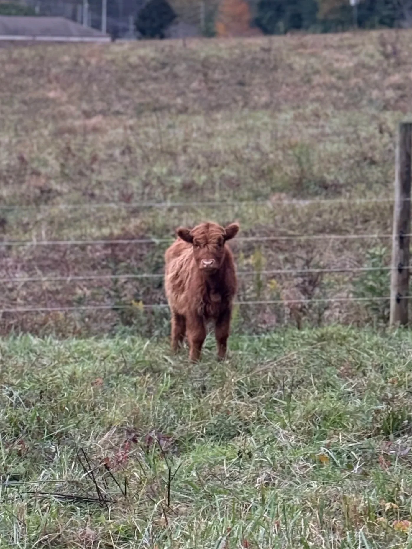A small brown Highland calf standing on dirt and straw in a barn with unfinished plywood walls.