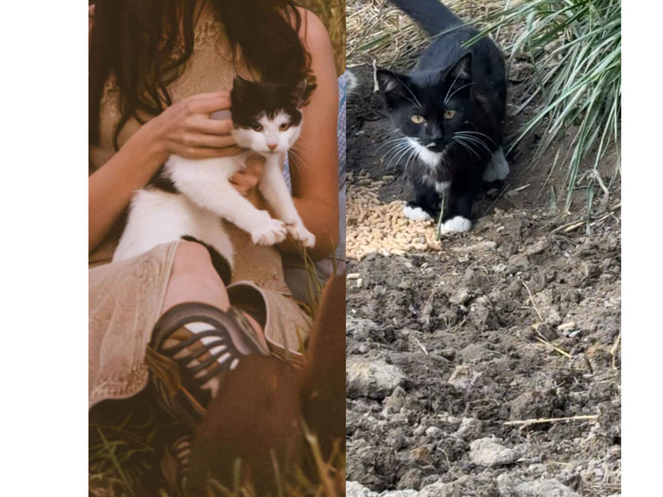 A collage of two photos: the left photo shows a horse eating from a white bucket in a wooden stable with a small black and white kitten on a ledge nearby; the right photo shows two cats, one with tabby markings and the other black with white paws and face, stalking through dirt and grass outdoors.