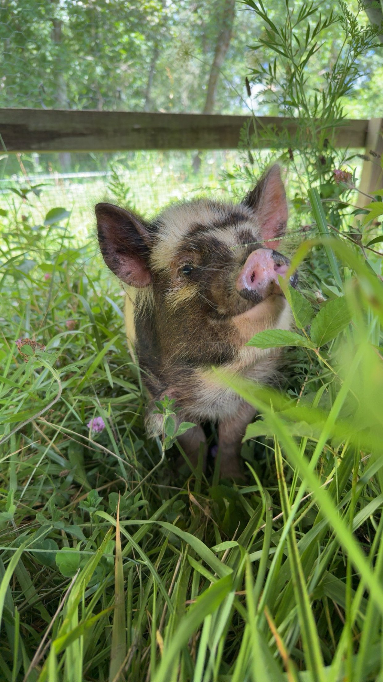 A piglet with a brindle coat and pink snout lying among green grass and plants, with a wooden fence and trees in the background.