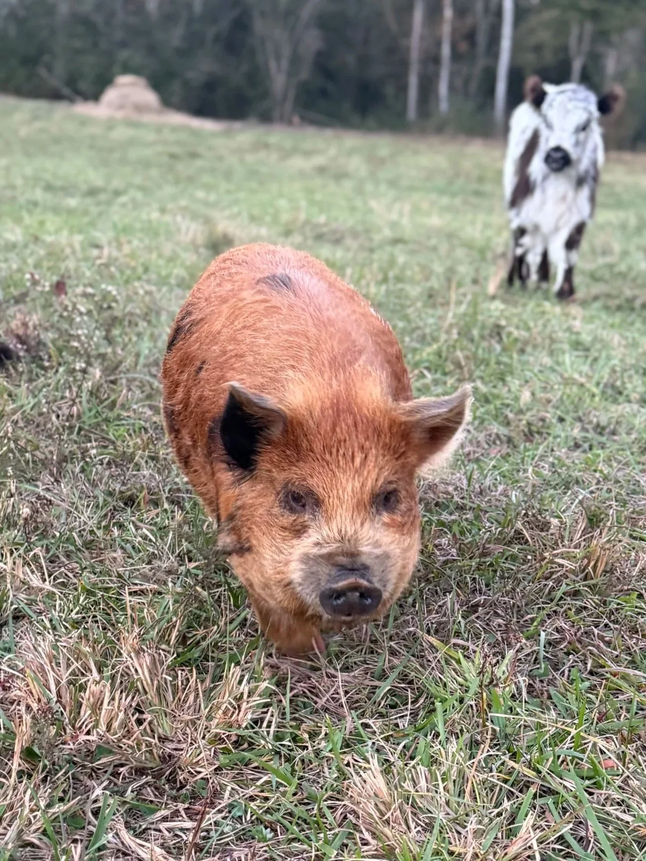 Two piglets resting in grass, one black and white, and one brown, near white flowers and green foliage.