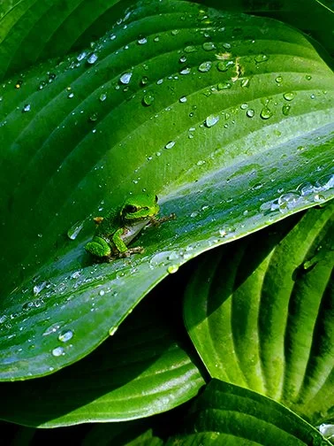 Small green frog sitting on large green leaf with water droplets.