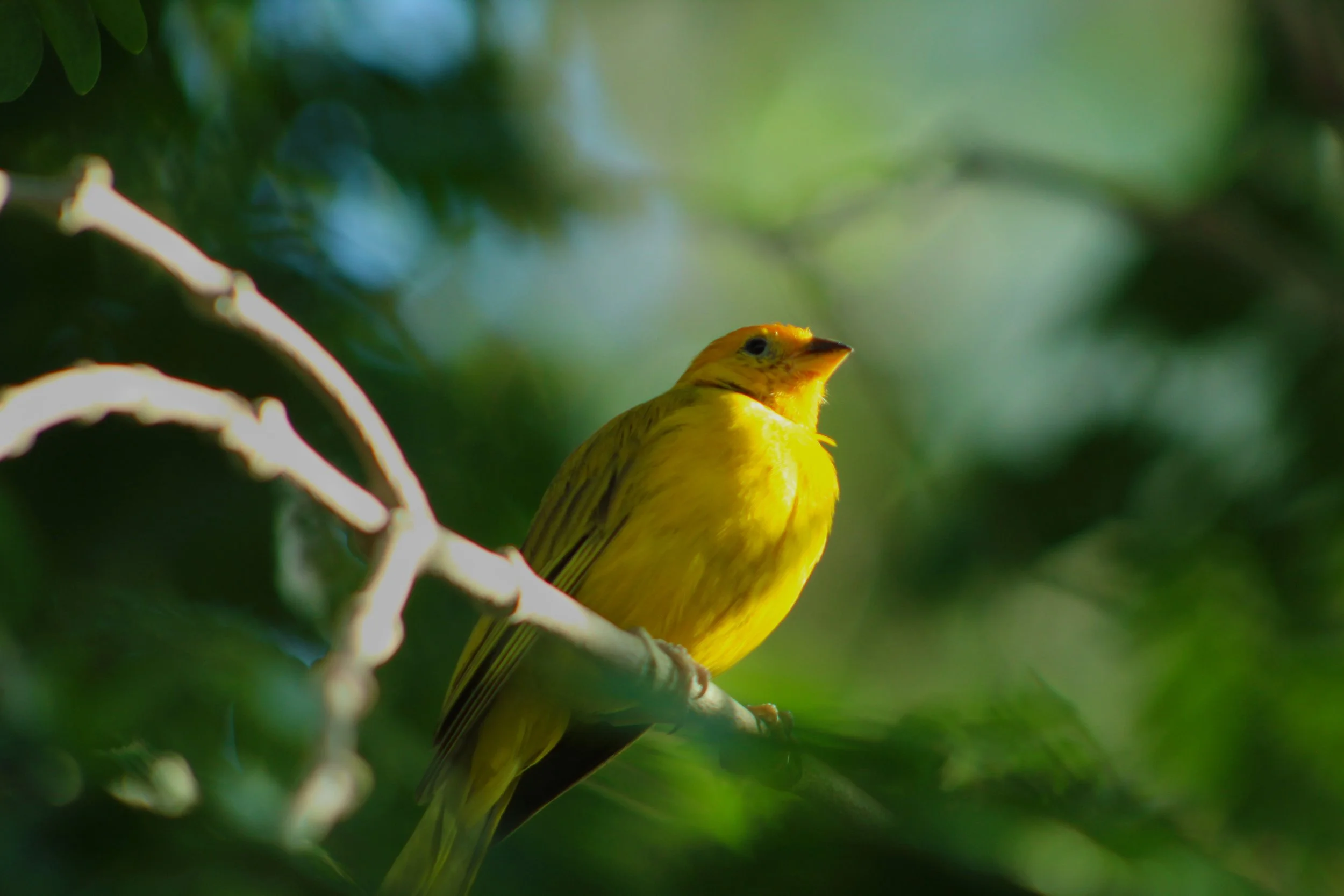 A yellow bird perched on a branch among green foliage.