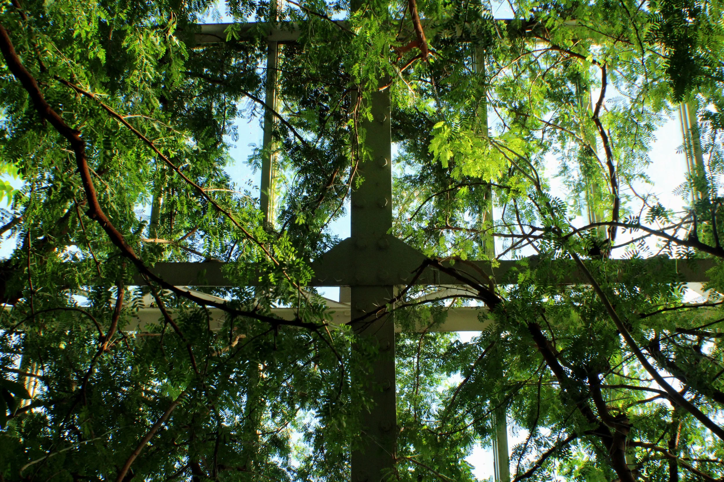 Looking up through a canopy of green leaves at a metal structure supporting the tree branches and sky.