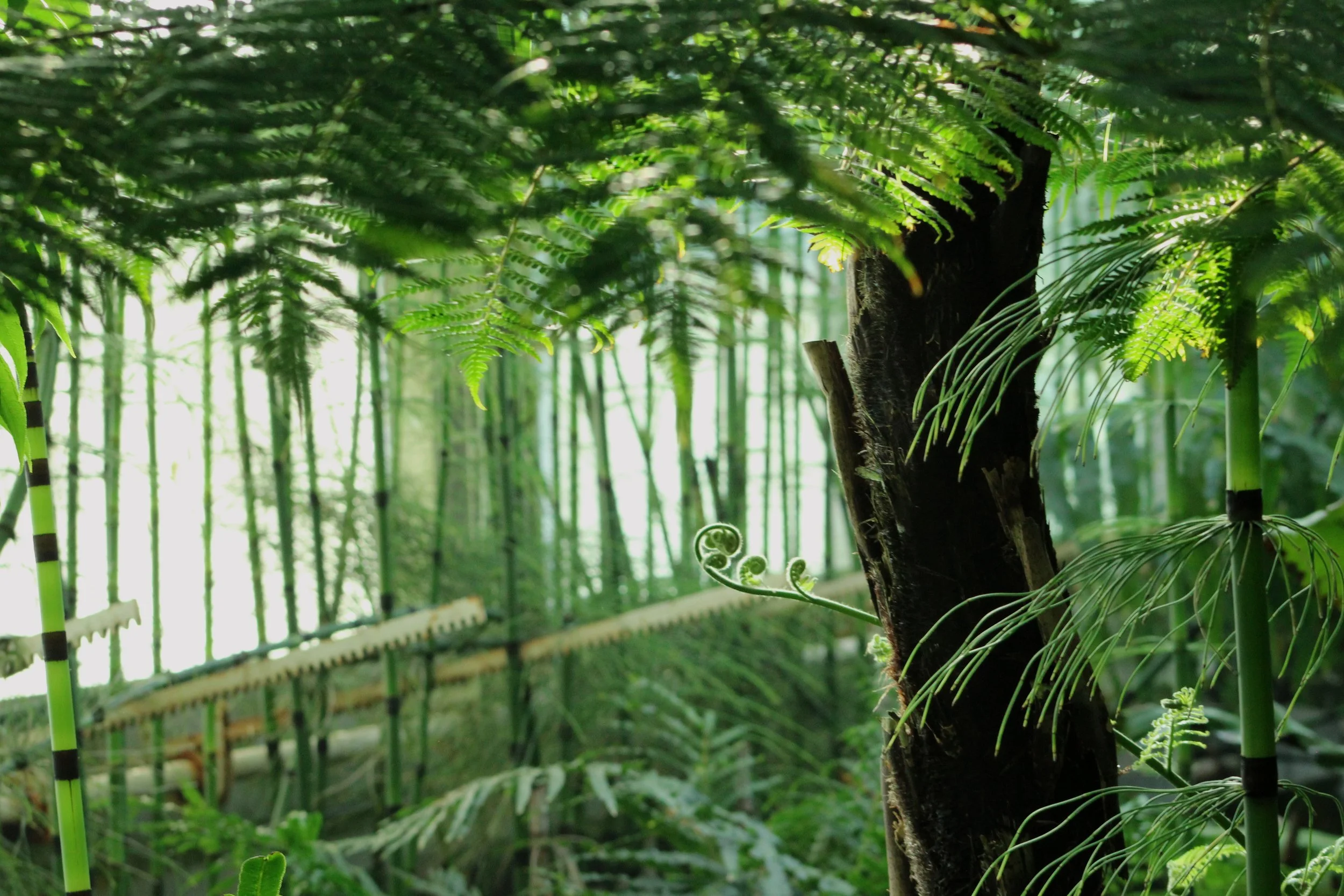 Dense green bamboo forest with a close-up of a tree trunk and fern canopy in the foreground.