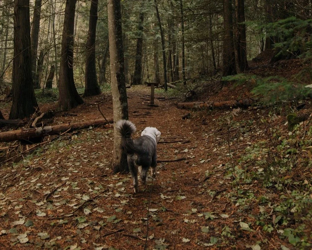 separation anxiety in dogs