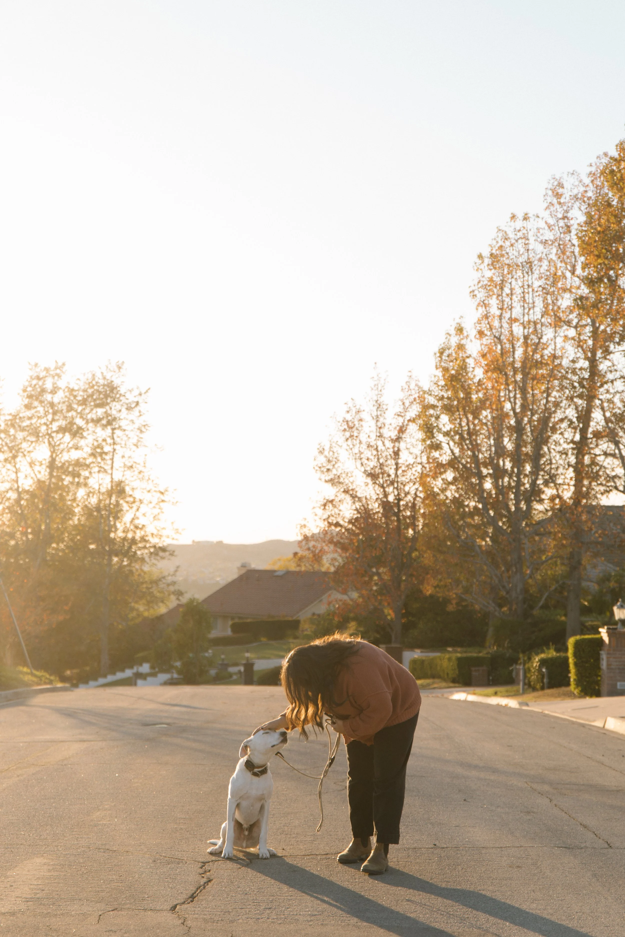 A woman with long hair bending down to pet a sitting white dog on a leash in the middle of a street during sunset in Anaheim Hills, CA. Trees with autumn foliage and residential houses are in the background.