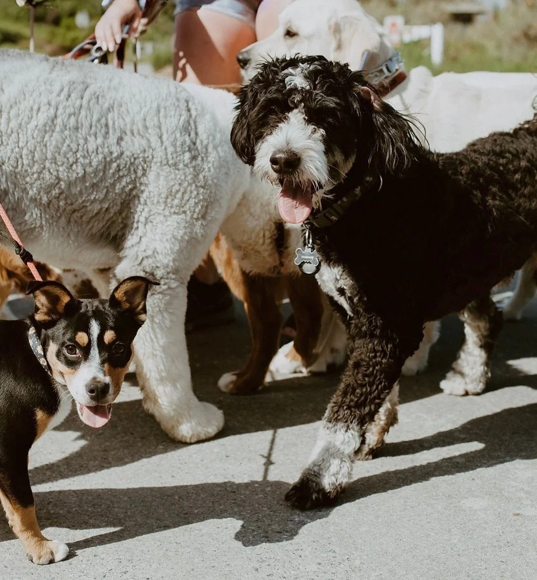 Multiple dogs in Costa Mesa, CA, including a black and white curly-coated dog with a bone-shaped collar tag, a small black and tan dog with white markings, and large white and brown dogs, gathered outdoors on a sunny day.